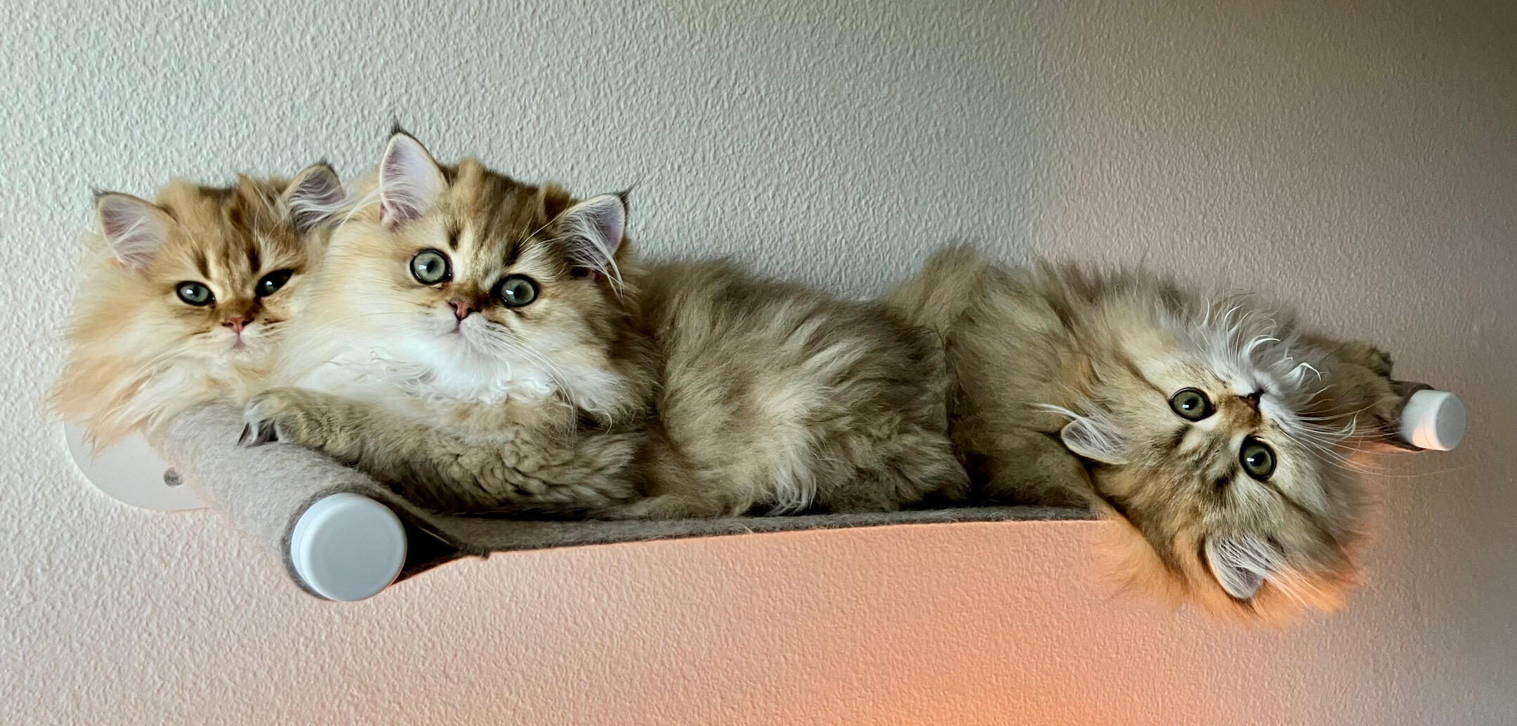 Drei Katzenwelpen auf Liegeplatz Die drei Katzenwelpen des Wurfs K nebeneinander auf dem Liegeplatz.