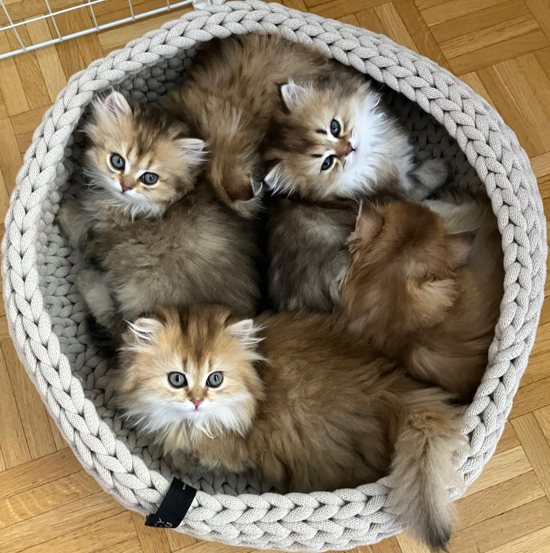 Wurf M: Fünf Kitten im Körbchen Fünf getickte British Longhair Kitten aus dem zweiten Wurf liegen eng aneinander gekuschelt in einem geflochtenen, runden Körbchen auf Parkettboden. Zwei der Kitten blicken neugierig in die Kamera.