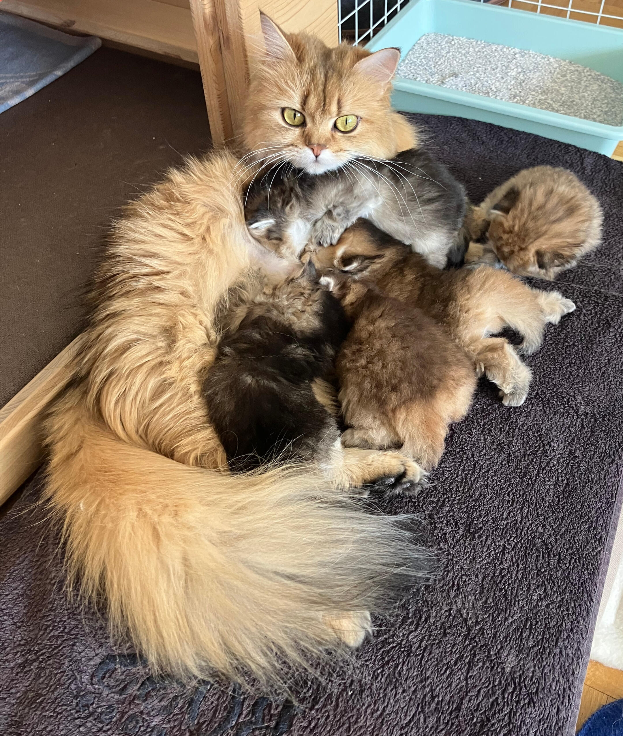 Inka mit ihrem zweiten Wurf vor der Wurfbox Inka mit ihrem zweiten Wurf von fünf British Longhair Kitten vor der geöffneten Wurfbox, die Kitten sind am Trinken oder Schlafen