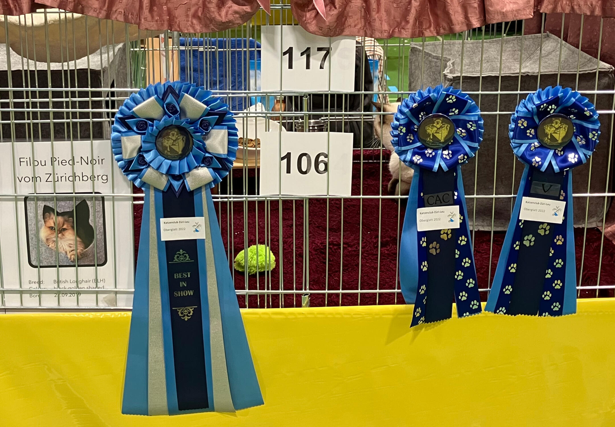 Filous Ausstellungskäfig mit Preis-Kokarden Filous Ausstellungskäfig mit Startnummer und drei prämierten Kokarden