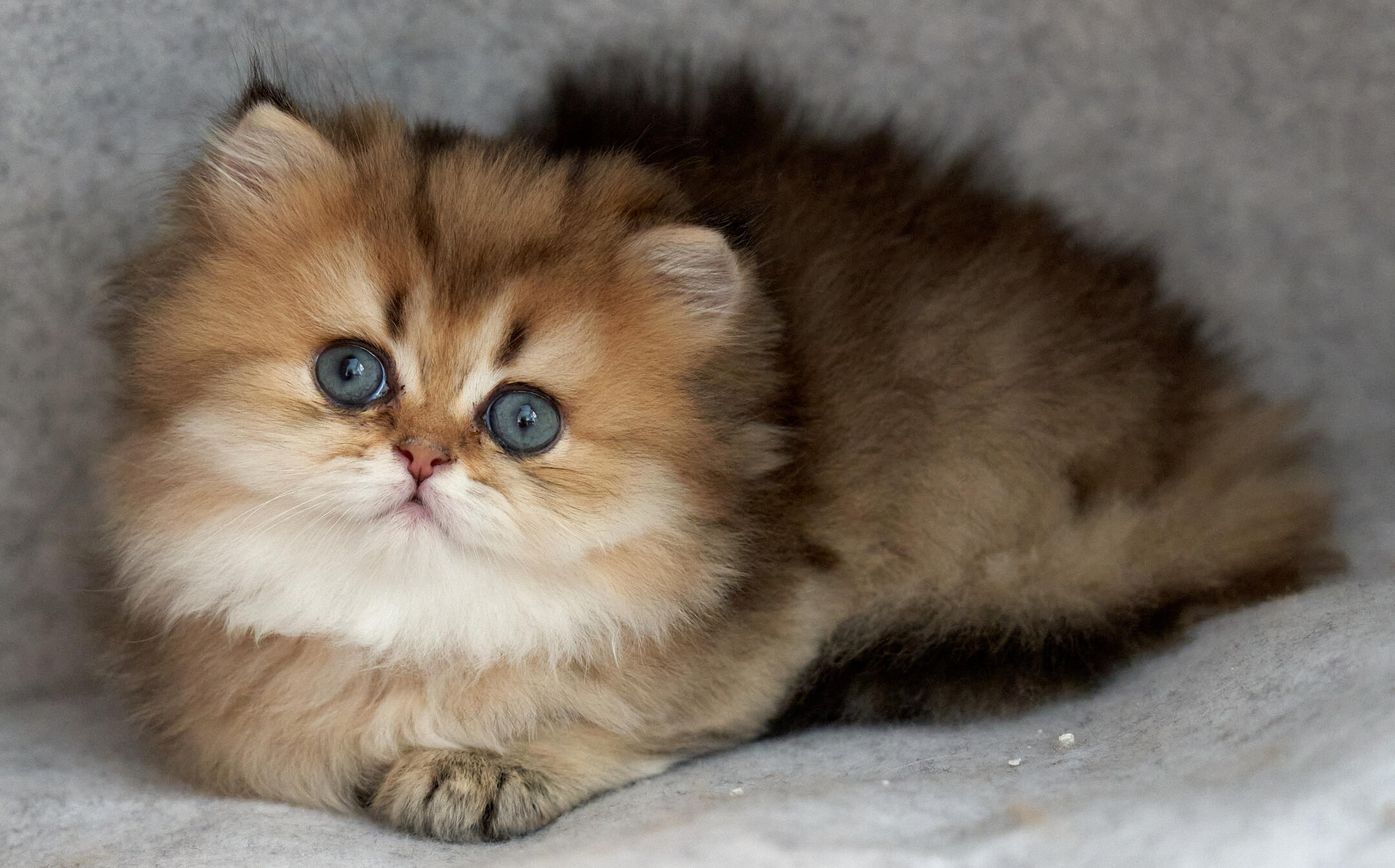 Kenzie vom Hönggerwald Katzenwelpin Kenzie vom Hönggerwald, British Longhair