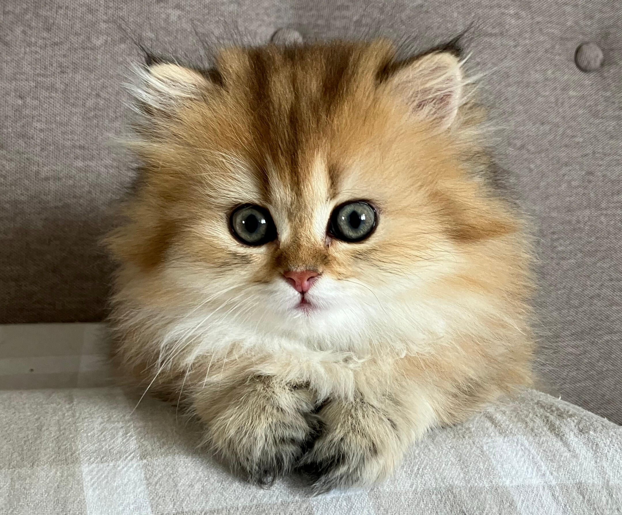 Marigold vom Hönggerwald Katzenwelpin Marigold vom Hönggerwald, British Longhair mit schwarz golden geticktem Fell, sitzt auf einem karierten Kissen und schaut aufmerksam