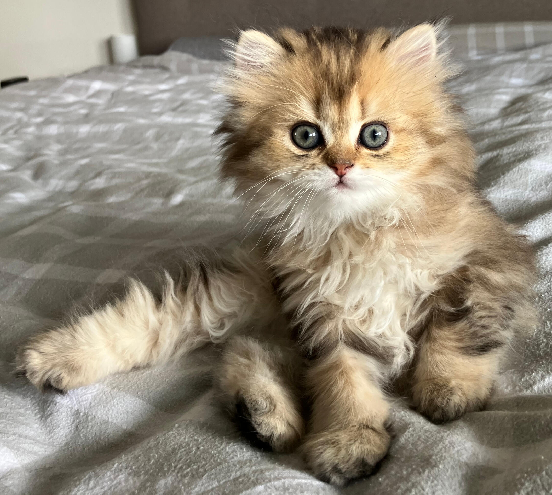 Mira vom Hönggerwald Katzenwelpin Mira vom Hönggerwald, British Longhair mit schwarz golden geticktem Fell, sitzt auf einem hellen Bett und blickt aufmerksam nach vorne.