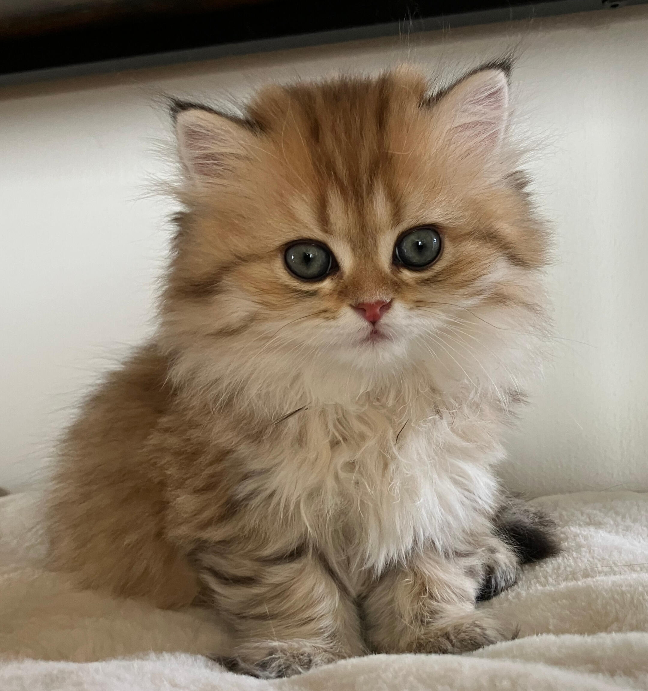 Mufasa vom Hönggerwald Katzenwelpe Mufasa vom Hönggerwald, ein British Longhair mit schwarz golden getupftem Fell, sitzt auf einem hellen Untergrund und schaut aufmerksam in die Kamera.