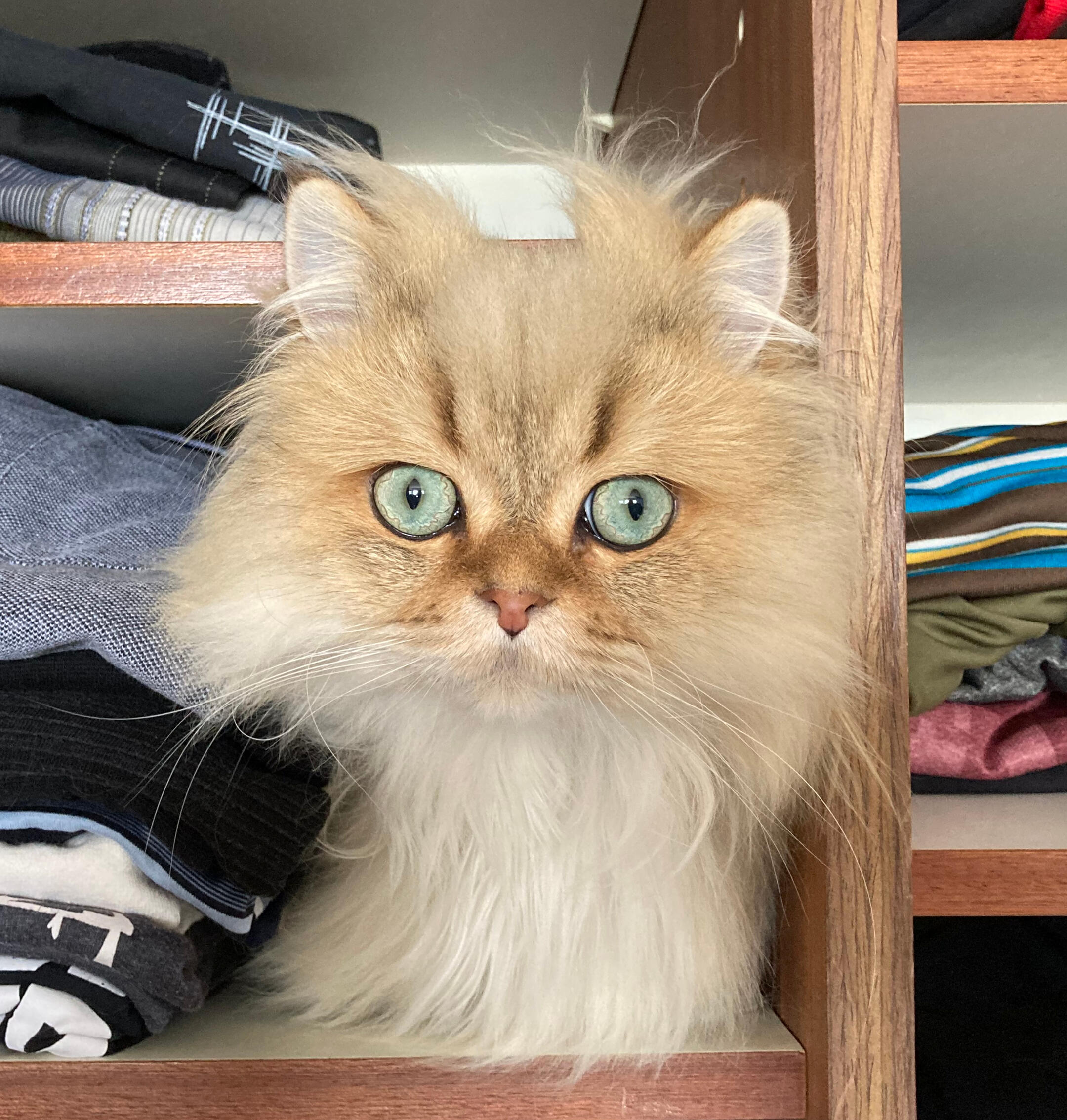 Filou im geöffneten Kleiderschrank Filou liegt im geöffneten Kleiderschrank zwischen zusammengelegten Kleidungsstücken und blickt aufmerksam heraus