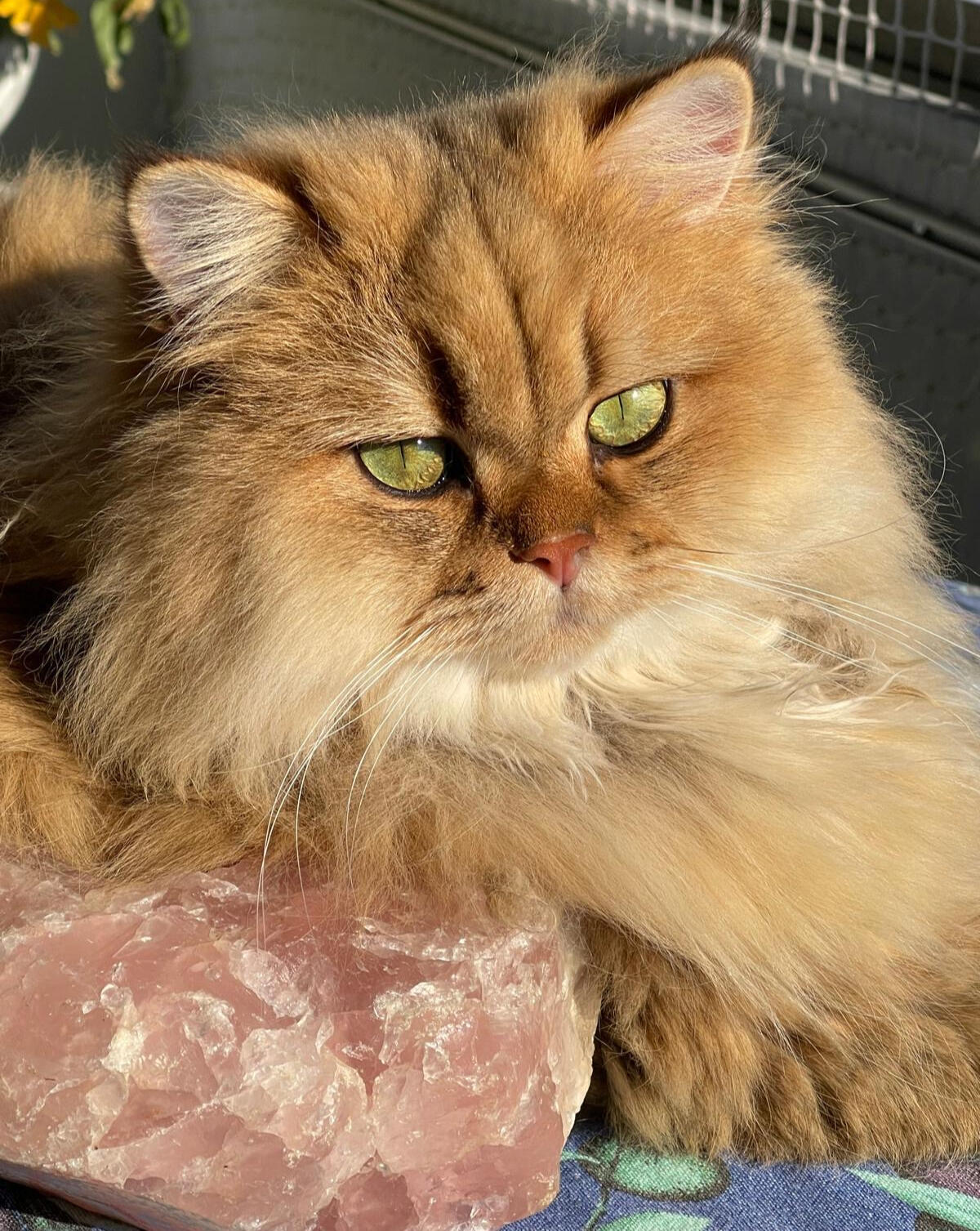 Kón vom Hönggerwald Kón vom Hönggerwald als erwachsener British Longhair Kater, mit wunderschönem dichtem Fell und ausdrucksstarken Augen.