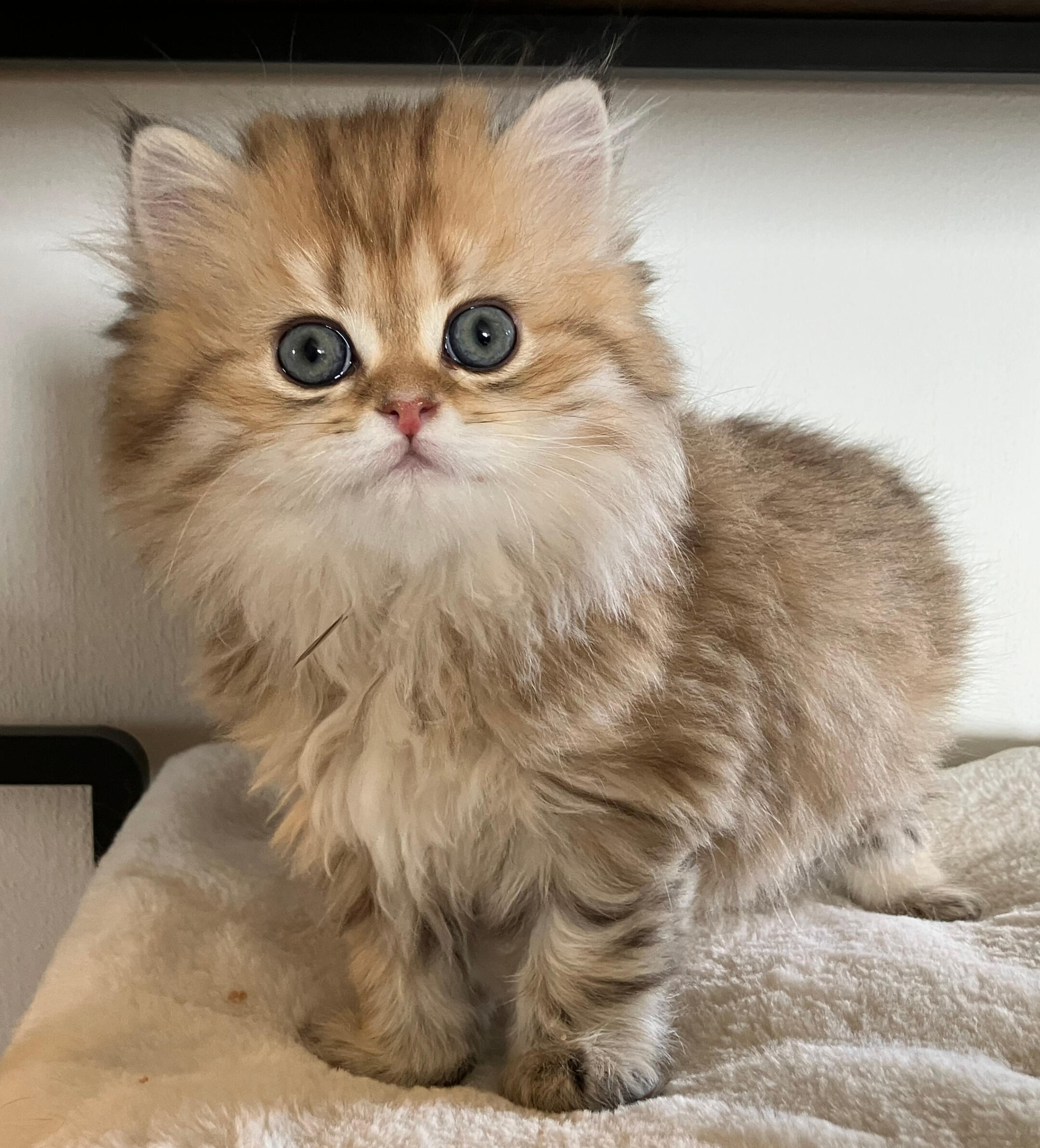 Mufasa vom Hönggerwald Katzenwelpe Mufasa vom Hönggerwald, British Longhair mit schwarz golden geticktem Fell schaut verwundert in die Kamera.