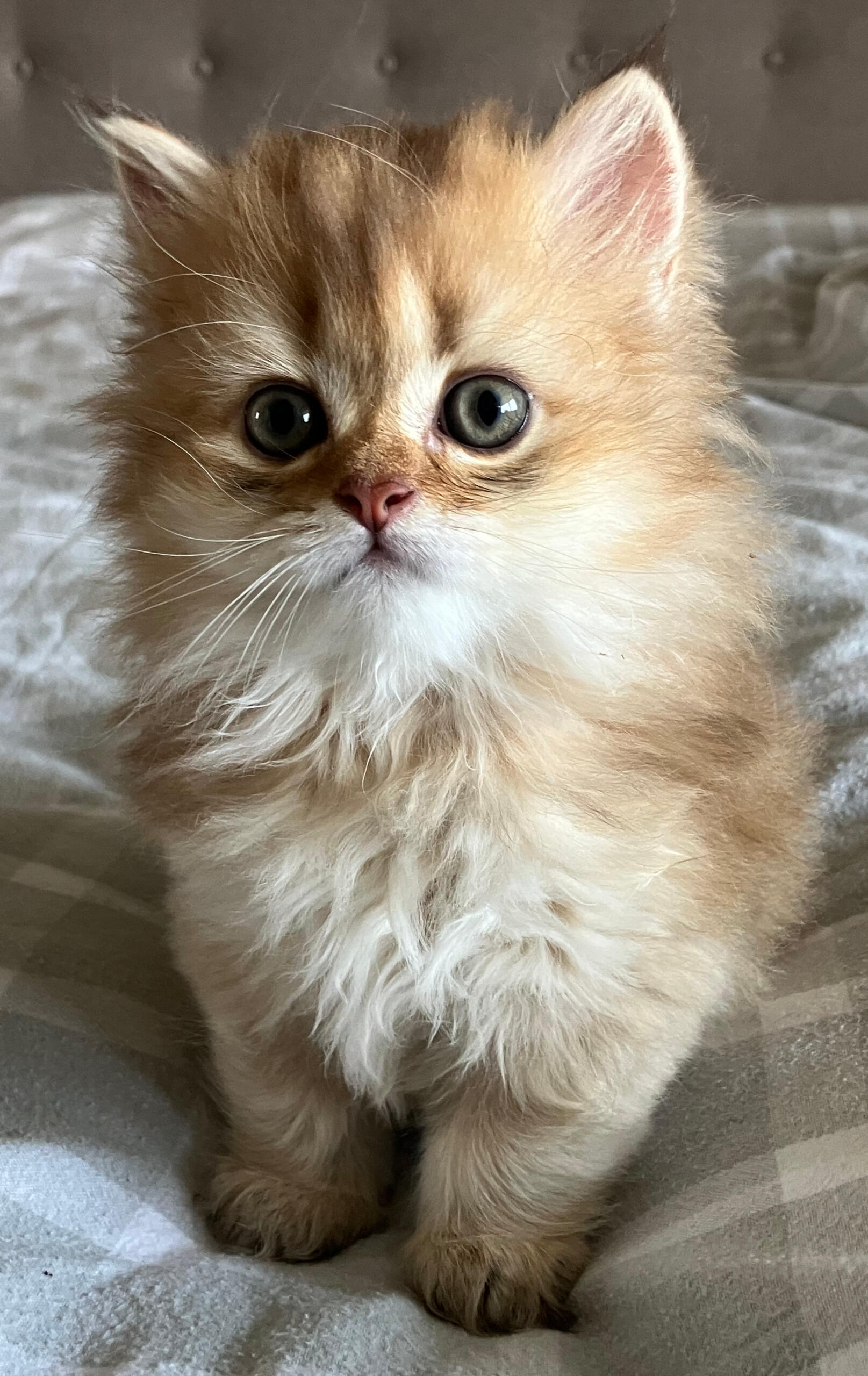 Montgomery vom Hönggerwald Portrait von Montgomery vom Hönggerwald, British Longhair Katzenwelpe mit schwarz golden geticktem Fell.