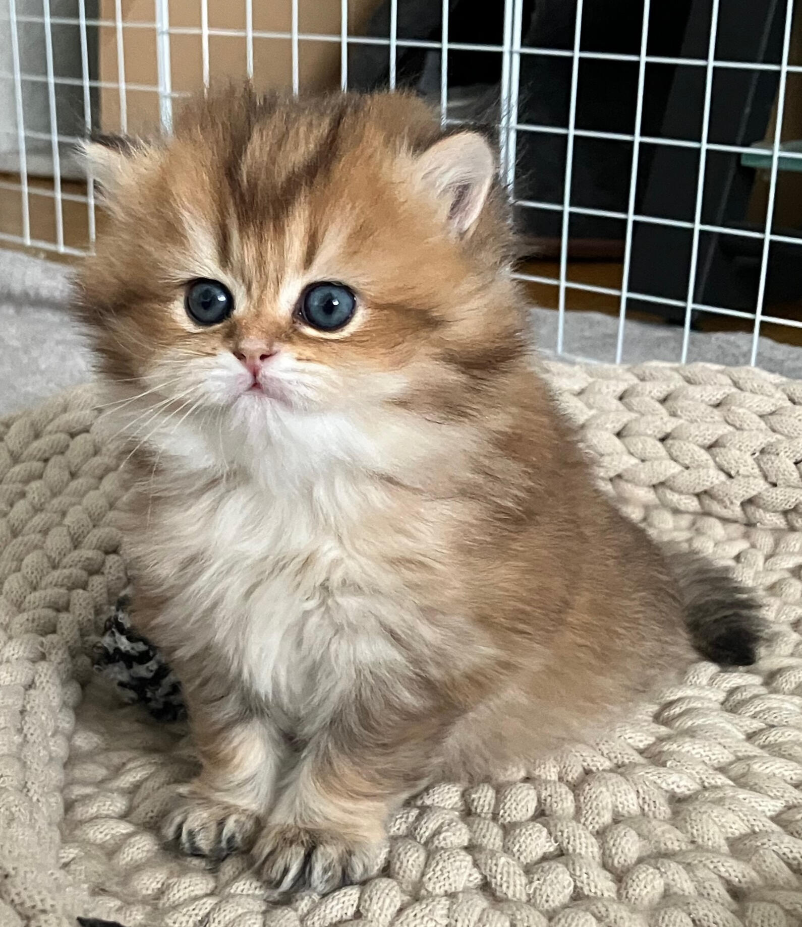 Die 5 Wochen alte Matilda "Tilly" vom Hönggerwald Das 35 Tage alte British Longhair Katzenmädchen Matilda „Tilly“ vom Hönggerwald sitzt in einem geflochtenen Wollkörbchen und blickt aufmerksam in die Ferne.