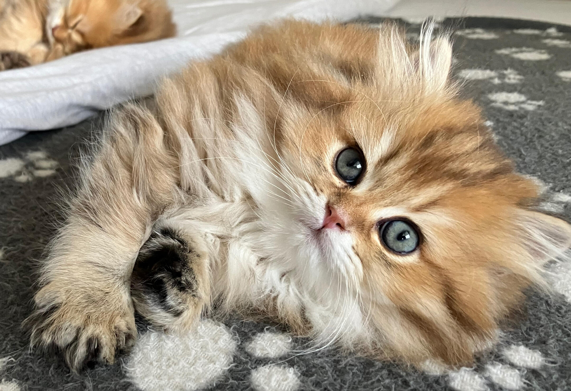 Matilda vom Hönggerwald Matilda vom Hönggerwald